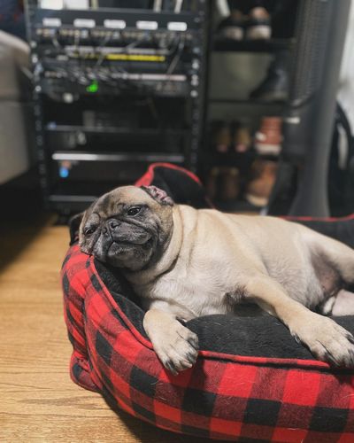 Henry, Head of IT