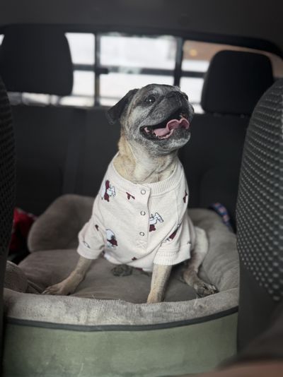 Henry riding to the vet.