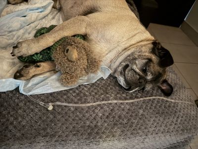 Henry resting at VEG San Diego.