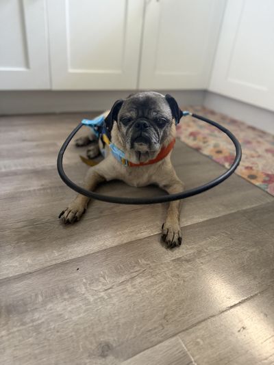 Henry wearing his blind dog harness.